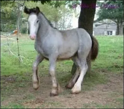 Quel est le nom de la robe de ce cheval ?