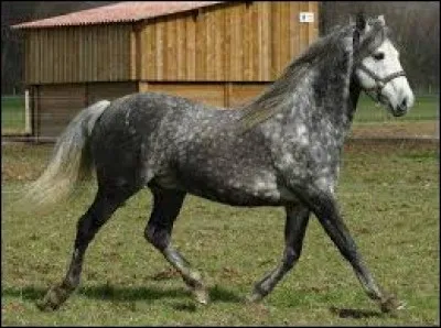 Quel est le nom de la robe de ce cheval ?