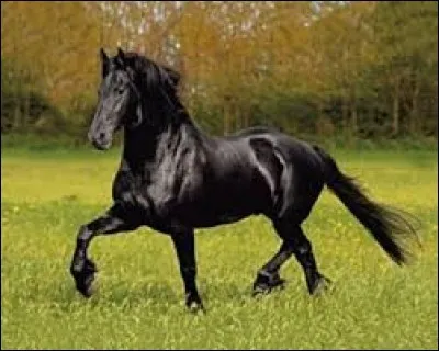 Quel est le nom de la robe de ce cheval ?