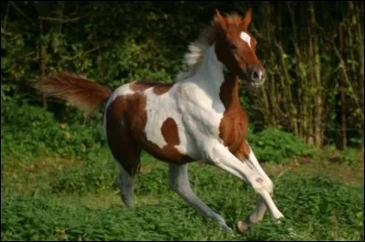 Quel est le nom de la robe de ce cheval ?