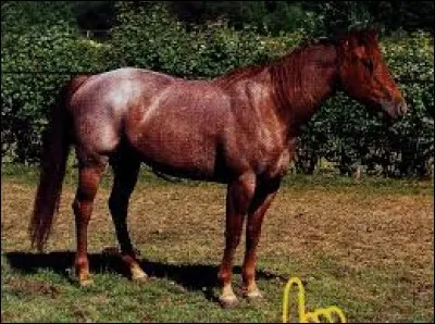 Quel est le nom de la robe de ce cheval ?