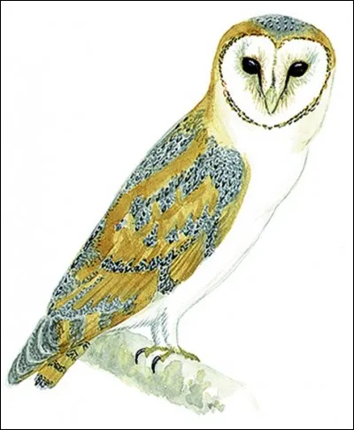 Hedwige (Hedwig en anglais), est-ce une chouette ou un hibou ?