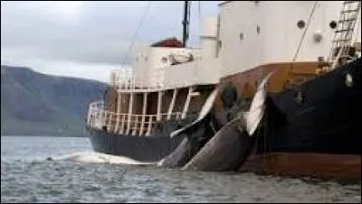 Quels sont les pays qui pêchent le plus de baleines ?