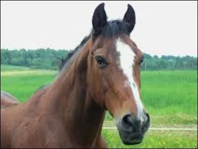 C'est le sien, c'est __ cheval.