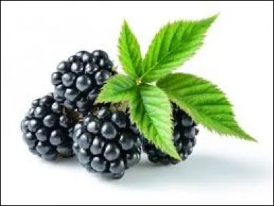 Comment appelle-t-on cet aliment ?