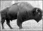 Quel est le poids moyen d'un bison d'Europe mle ?