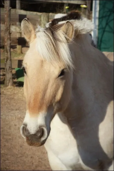 Quelle est la race de ce cheval ?