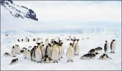 A quel endroit le plus froid de la Terre a-t-on enregistré des températures à -93°C ?