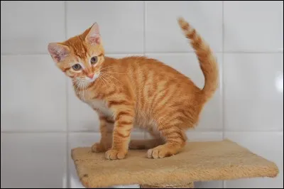 Quel est le prénom d'Etoile de Feu quand il est encore un chat domestique ?