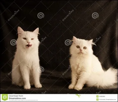 Qui a &eacute;t&eacute; le mentor d'Etoile de Feu ?