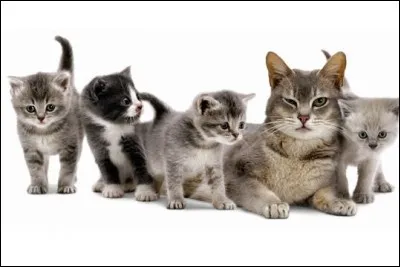 Qui ont &eacute;t&eacute; la/le/les apprenti(e)(s) d'Etoile de Feu ?