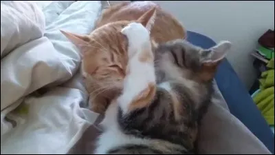 Qui a &eacute;t&eacute; l'ennemi jur&eacute; d'Etoile de feu ?