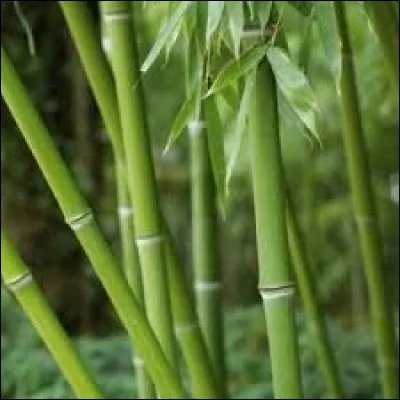 Sur quoi tape Philippe Lavil d'après sa chanson ?