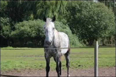 Comment s'appelle ce cheval ?