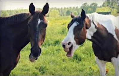 Comment s'appelle le cheval qui est à gauche ?