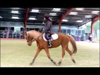 Comment s'appelle ce cheval que Jujuloustic a eu en dressage ?