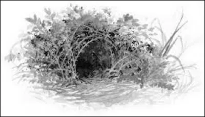 Que font-elles après avoir ouvert les yeux ?