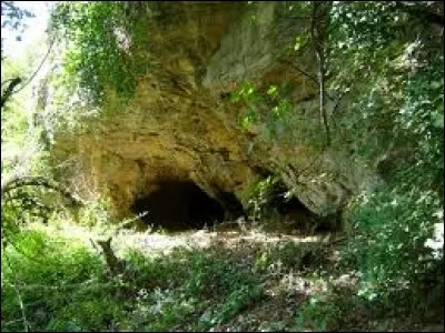 Dans quelle tanière vont-elles en premier ?
