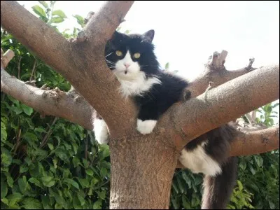 A quel clan a jadis appartenu Gerboise ?