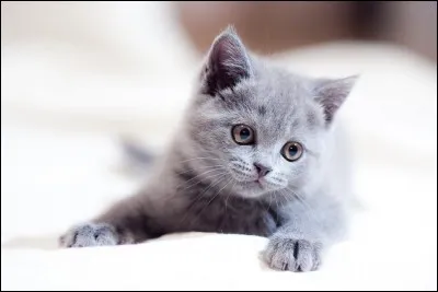 Quand Petit Loir naît, il appartient au clan (ou à la tribu ) :