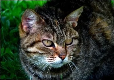 Assez facile. A quel(s) clan(s) a appartenu Étoile du Tigre ?