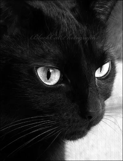 A quel clan a appartenu Patte Folle ?