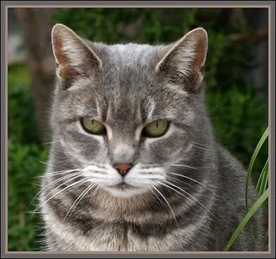 Quel est le clan de Flèche Grise ?