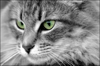 Quels ont été les clans de Plume Grise ?