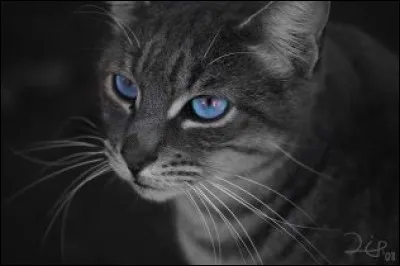 A quel clan appartient Plume de Jais, l'ancien compagnon de Feuille de Lune ?