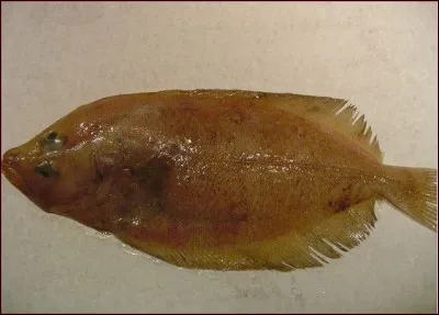 Quel est ce poisson qui a la particularité d'avoir les yeux du même côté ?