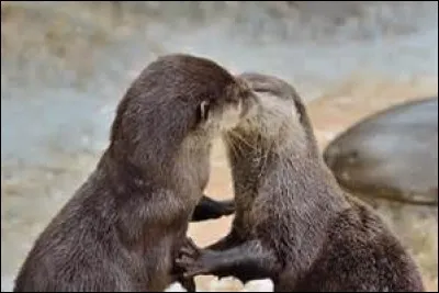 La loutre est un...