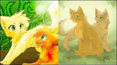 Combien de chattes le veulent pour compagnon ?