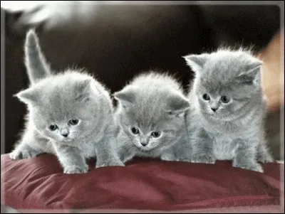 Quel écrivain hébergeait, dans sa maison de Floride, une centaine de chats dont la moitié étaient polydactyles, et auquel on doit le roman "Qui sonne le glas" ?