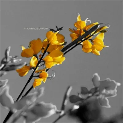 Quel est le nom de cette fleur ?