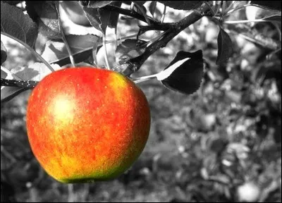Laquelle de ces propositions ne correspond pas à une variété de pomme ?