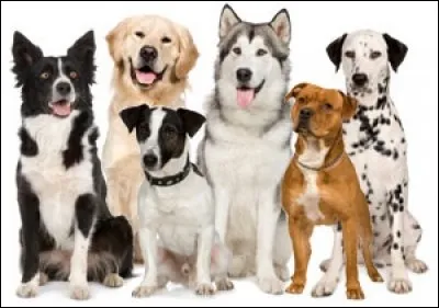 Combien a-t-il de chiens ?