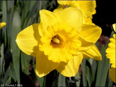 Quelle est cette fleur ?