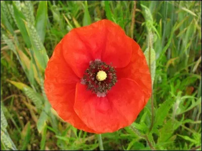 Quelle est cette fleur ?