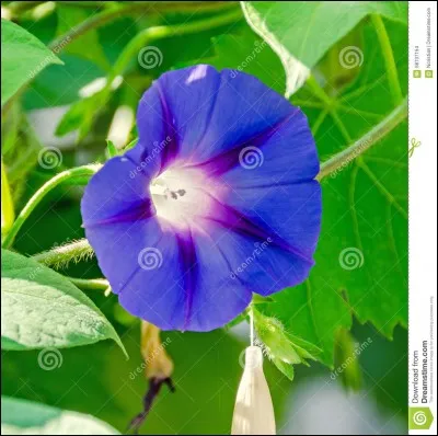 Quelle est cette fleur ?