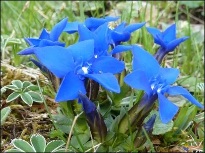 Quelle est cette fleur ?