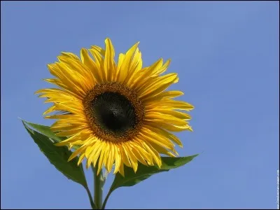 Quelle est cette fleur ?