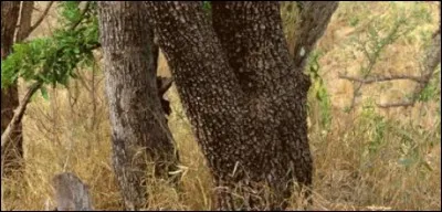 Trouvez l'animal caché !