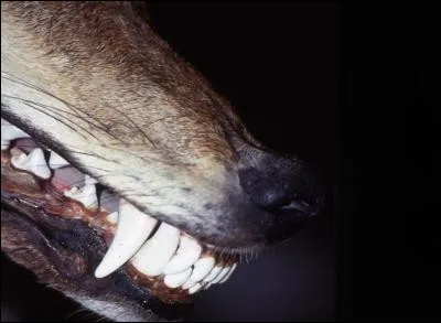 Identifier l'animal vous permet de trouver la bonne citation !