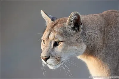 Quelle sorte de félin est-ce ?