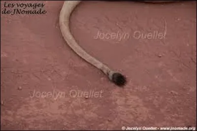 Qui est le propriétaire de cette queue ?