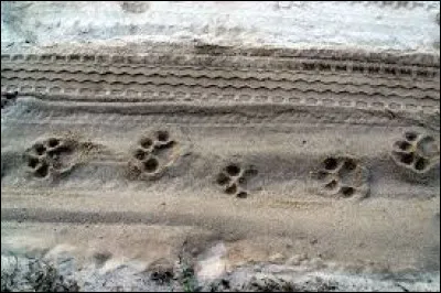 Qui a laissé ces empreintes géantes ?