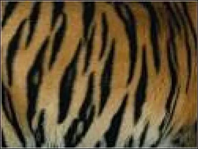 Quel animal possède ces rayures ?