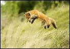 Le renard mesure, à peu près... ?