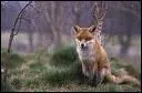 Le renard adulte est un animal grgaire ( vivant en groupe )... ?