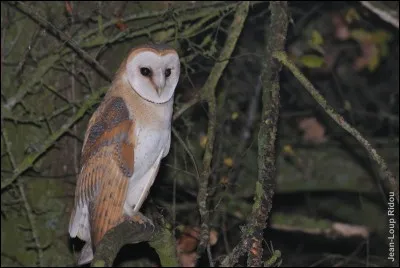 Quel est le nom de cette chouette ?